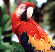 Costa Rican birdlife